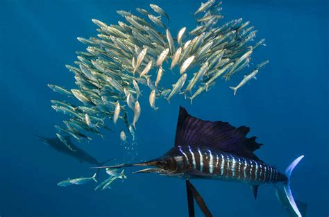 sailfish vibrant|Sailfish Vibrant